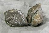 Two Enrolled Flexicalymene Trilobites - Ohio #136964-2